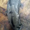 Garde boue arrière lèche roue Honda 125 SH 01-04 jf09a