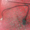 Commodo droit Suzuki 50 RMX sa12b