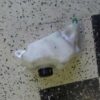 Vase d'expansion Kawasaki Z800 Z 800 13-16
